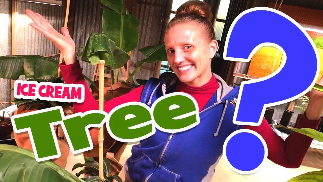 WHY Jenny is SUPER EXCITED About Her NEW ICE CREAM Banana Tree! 🍨🍌🌱