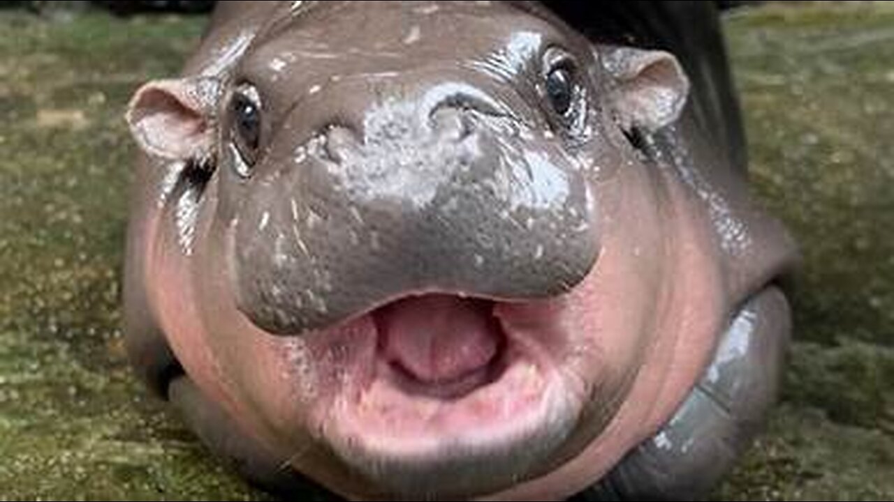 Moo deng the beautiful and cute baby hippo.