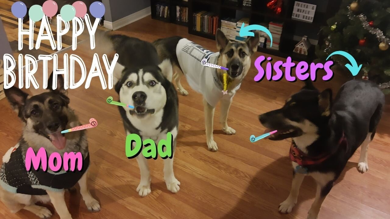 Dogs From The Same Litter Reunite For Dogs 2nd Birthday | Pupcakes, Presents and Gift Bags