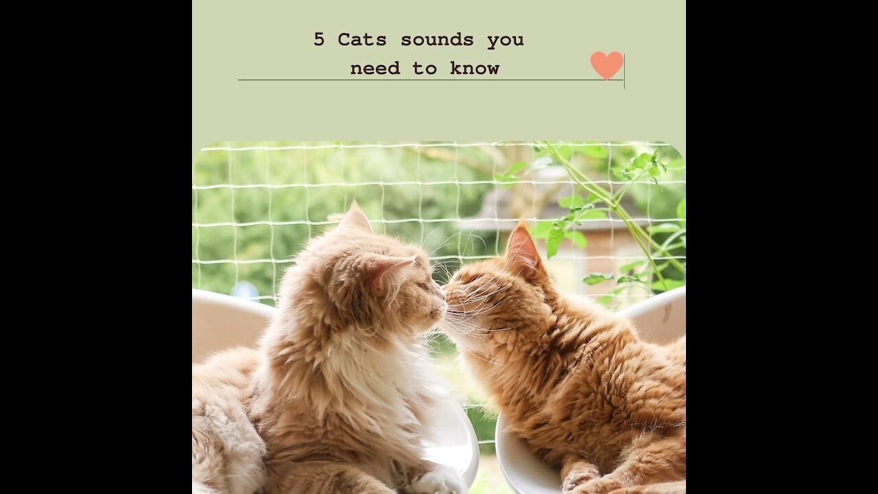 Insanely great tips on how to connect with and understand your cat