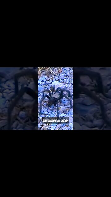 Tarantula in Vegas #shorts