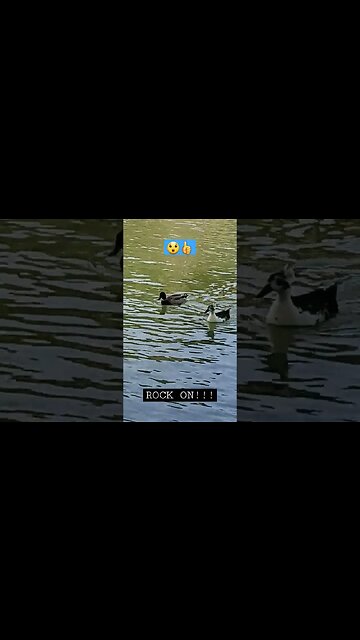 MUST SEE! 😄👉 🦢