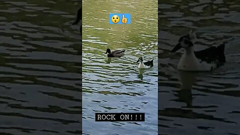 MUST SEE! 😄👉 🦢