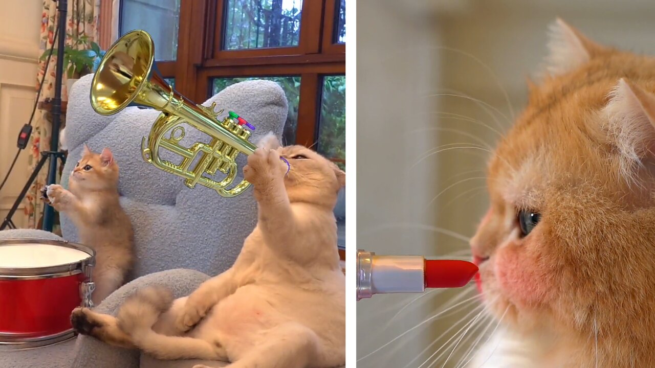 Cat makeup