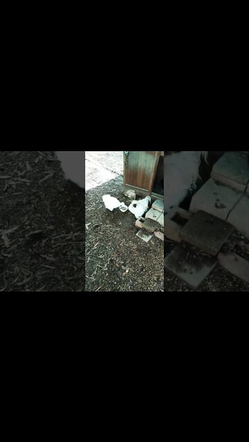 Another Rooster calling his hens to get the mash, and Skippy 30th November 2022