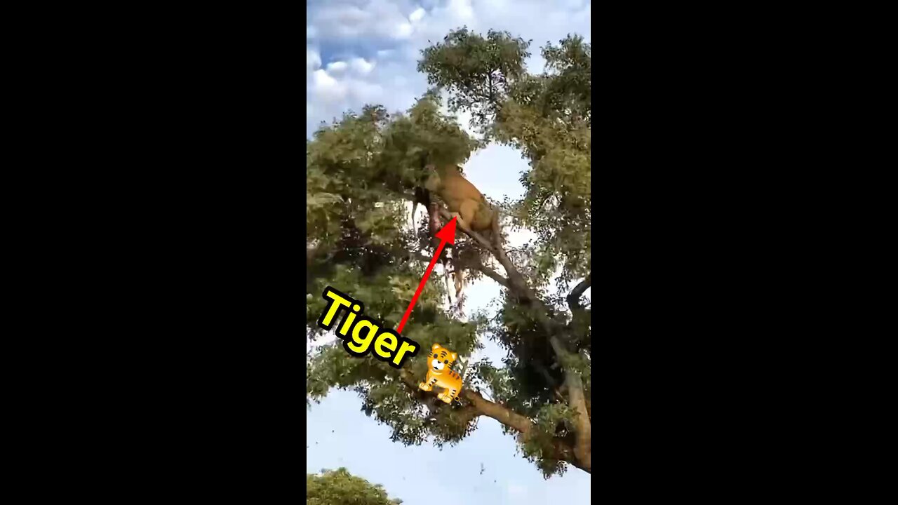 Super Animal 🐅🦁🐫shorts video