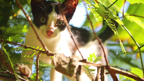 funny cute kitten climbing tree