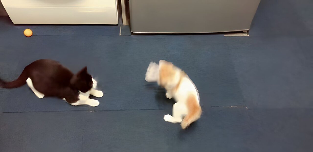 Cat vs cat fight 😂😂 #catvideo #viral