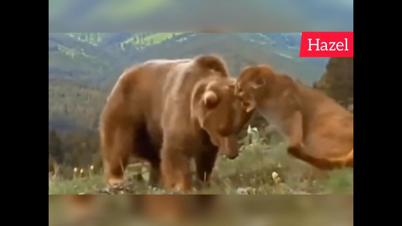 lion vs bear