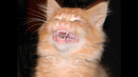 Funny Cats Videos 2023
