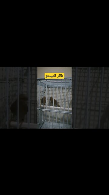 طائر الميستو روعة