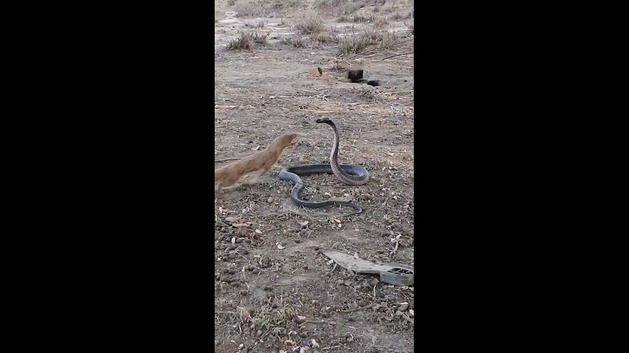 animals fighting