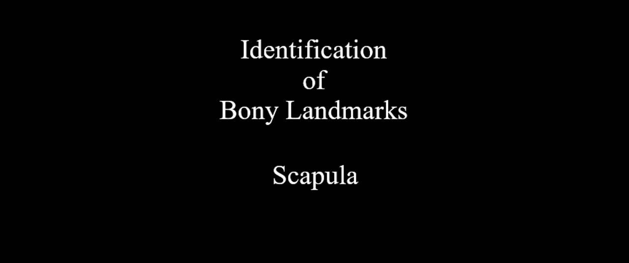 Identification of Bony Landmarks - Scapula