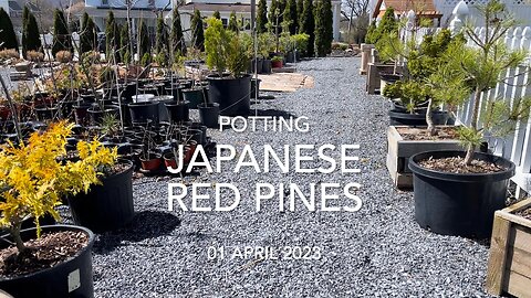 Potting Japanese Red Pines