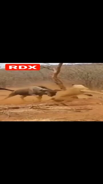 Wildebeest Vs Lion In Fight For Life @Worldwide Entertainment RDX #shorts
