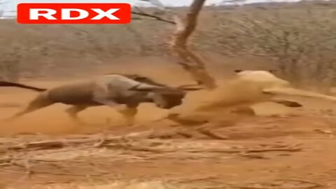 Wildebeest Vs Lion In Fight For Life @Worldwide Entertainment RDX #shorts