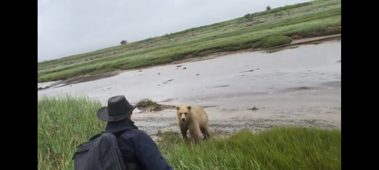 Real Grizzly Bear Charge Handled Live