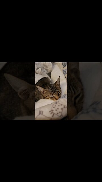 It's a rough life for furry little sleepy head... just so much love! #cat #baby #love #home