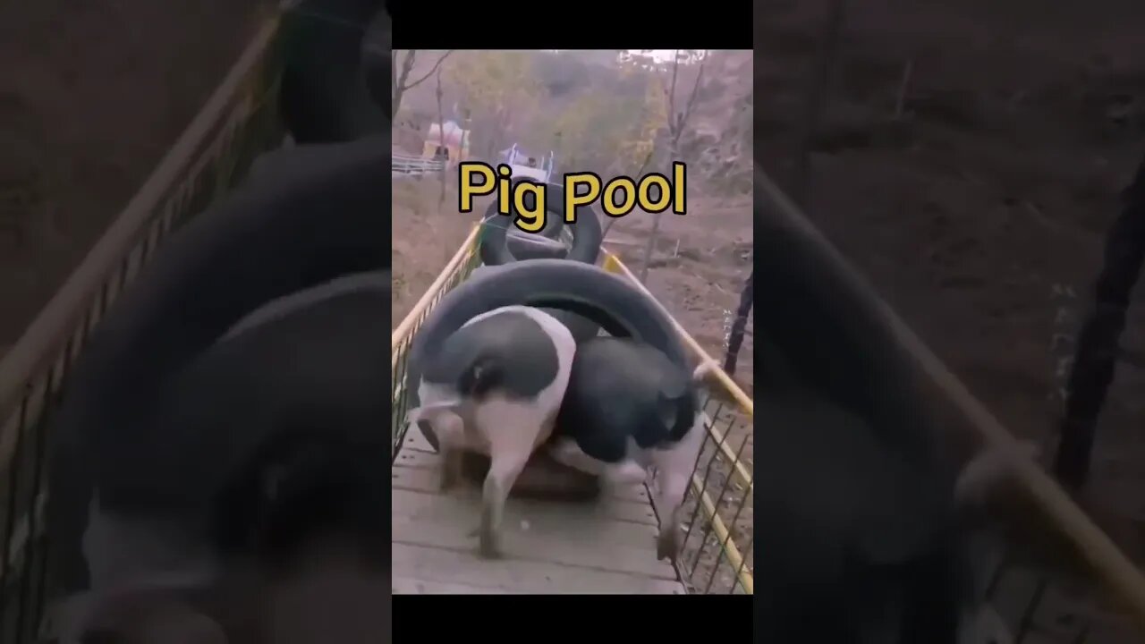 Pig Pool #everyone #olympics #stokes #foreveryone #nature