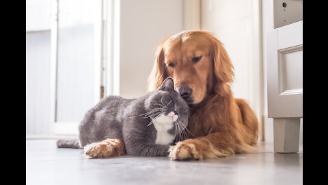 Dog and cat friendship impress for their sincerity!! 💖💖💖