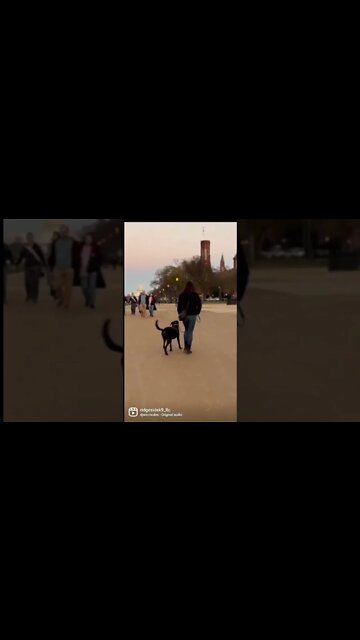 Die a Happy Man #dog