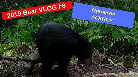 Bear Hunting Vlog #8