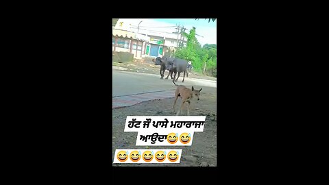 funny dogs