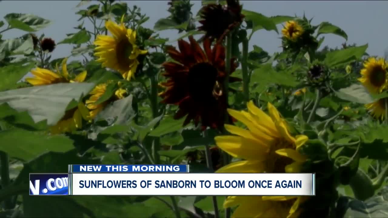 Sunflowers of Sanborn will bloom again