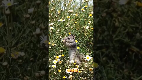 Sometimes You Need To Just Stop & Smell Or Smoke The Flowers! 🥰🌼🐿 #MsMastaFoXX #Squirrel #Cute