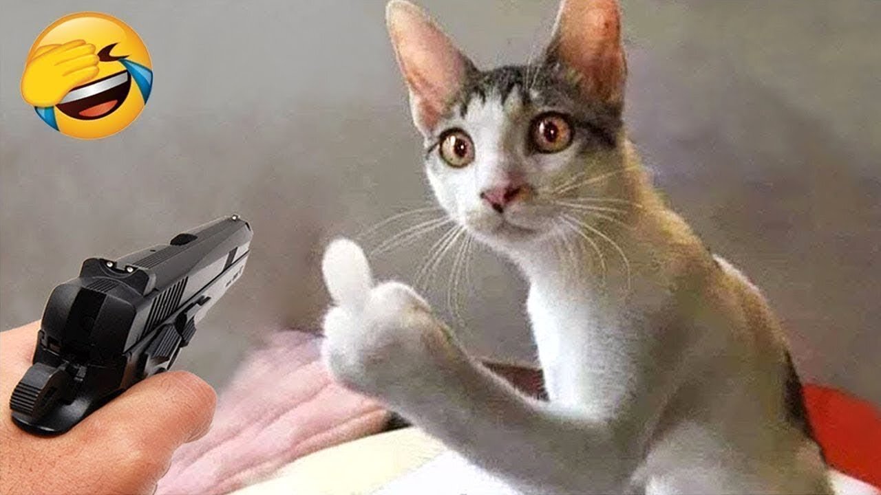 Funny cat 😽 vs Gun 🔫 - Funny Animals 😂 playing dead on finger shot Compilation