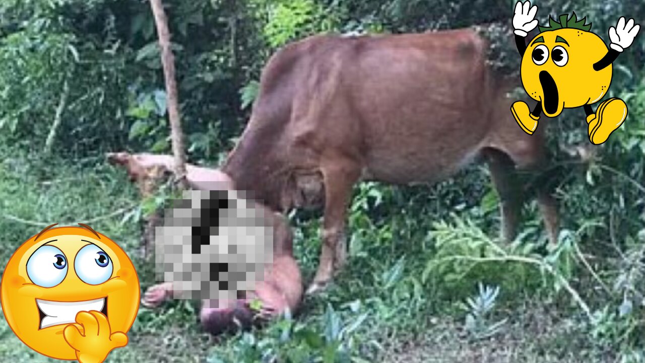 What was this Russian trying to do to this cow? 👀