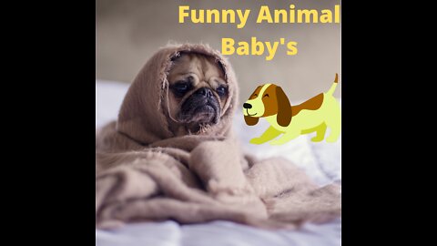 Funny Animal Babies which funs with everyone.