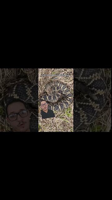 Snakes are moving in the south!