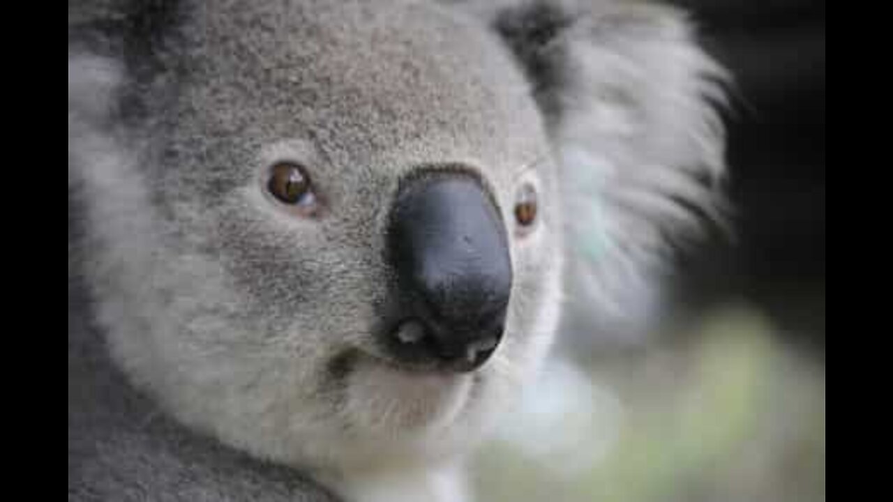 Koala ferma il transito su una strada in Australia