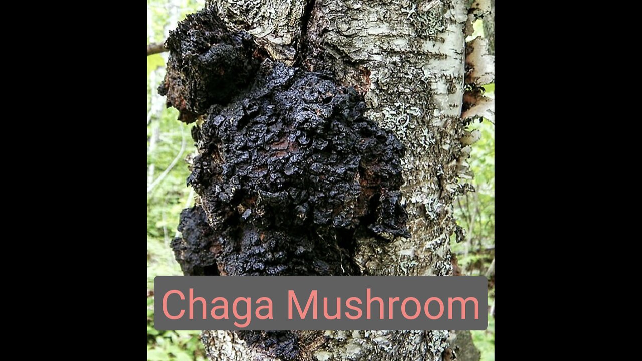 Is this medicinal? Yep! Making a chaga tincture!