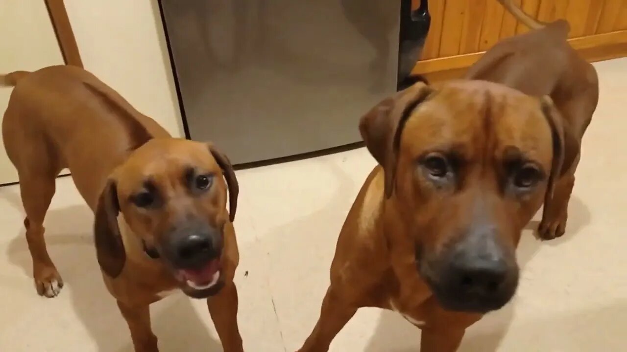 Rhodesian Ridgeback Dog Drags Pup By The Collar To Come & Help Him Beg