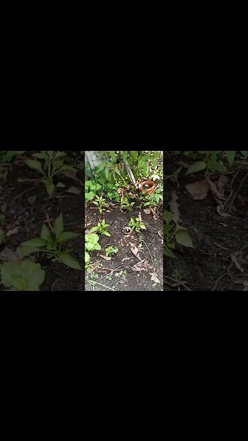 #gardeningupdate front garden beds 🍅 🌶