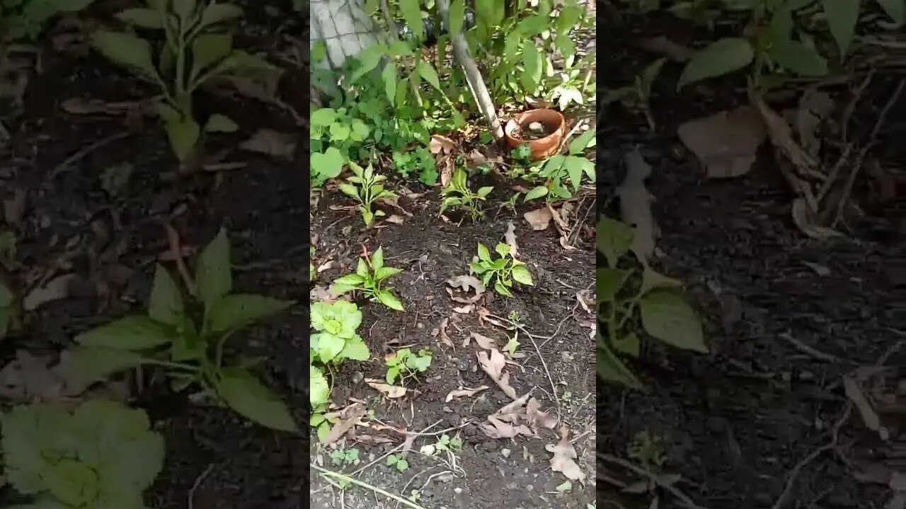 #gardeningupdate front garden beds 🍅 🌶