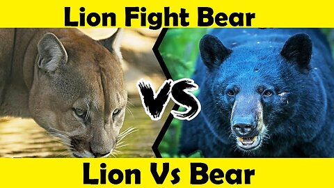 Lion Fight With Bear. Lion Attack Bear. (Tutorial Video)