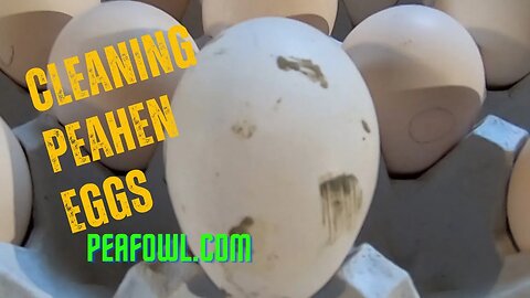 Cleaning Peahen Eggs, Peacock Minute, peafowl.com