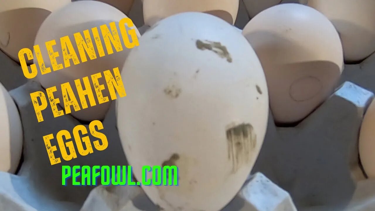 Cleaning Peahen Eggs, Peacock Minute, peafowl.com