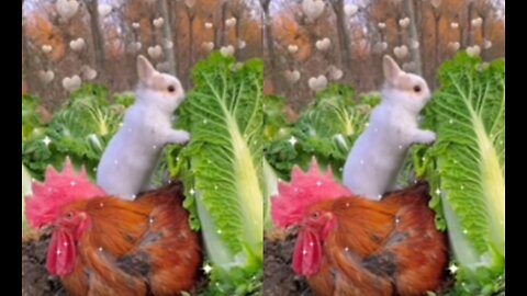 Rabbit Rooster