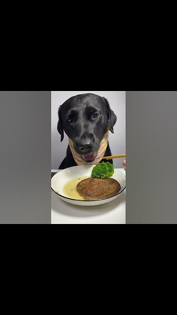 This labrador is Happy Enjoying Some Amazing Crunchy Food #dog #dogeat #fyp