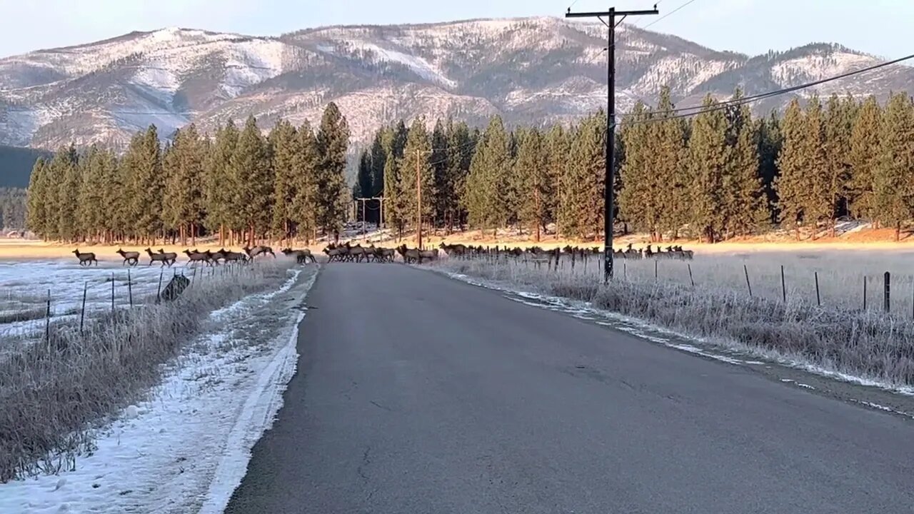Elk herd on the move