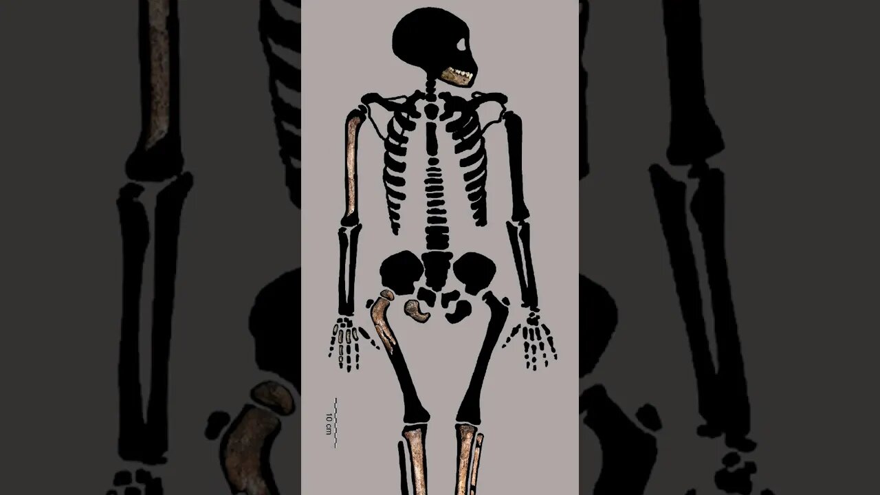 Kayıp olan Homo naledi çocuğu Leti'nin duygusal hikayesi.😢 #shorts #homonaledi #evrim