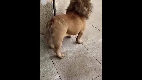 Baby Lion Spotted on a Busy Street!