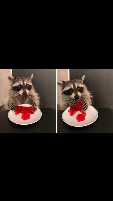 Pet raccoon chows down on tasty jello treat