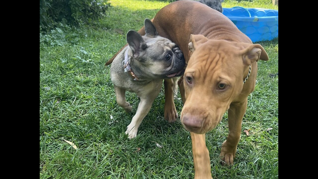 French bulldog and pitbull
