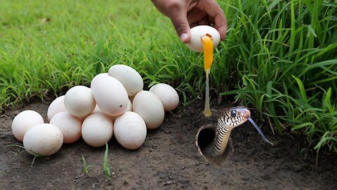 Unbelievable Fishing With Eggs Catch Snake & Fish in Hole | Experiment