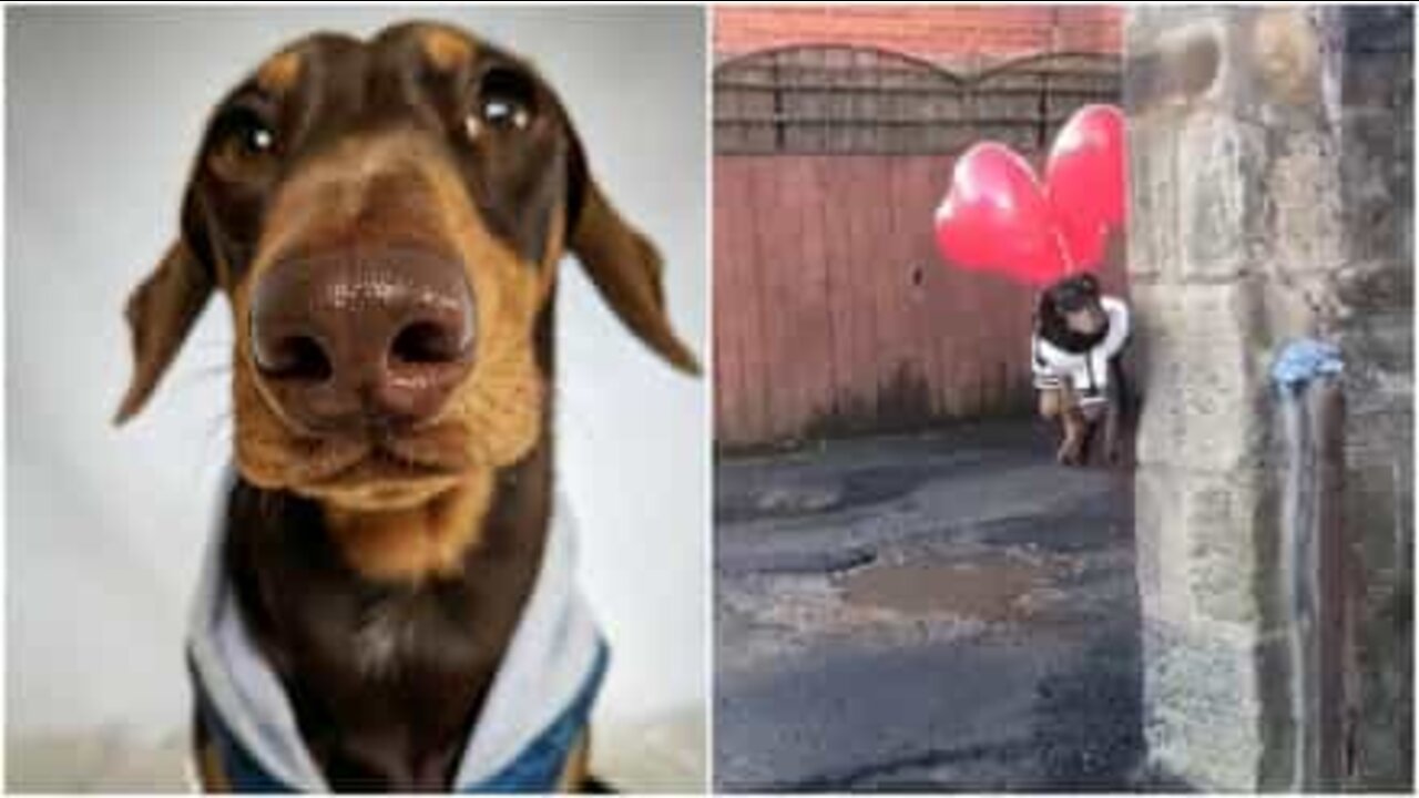 Cane spicca il volo con dei palloncini come in 'Up'